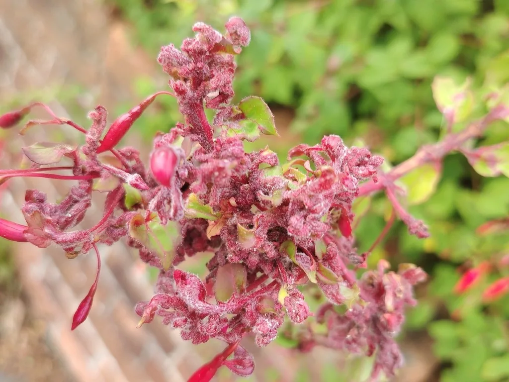 Fuchsia shoot tips swollen, twisted and reddened by fuchsia gall mites