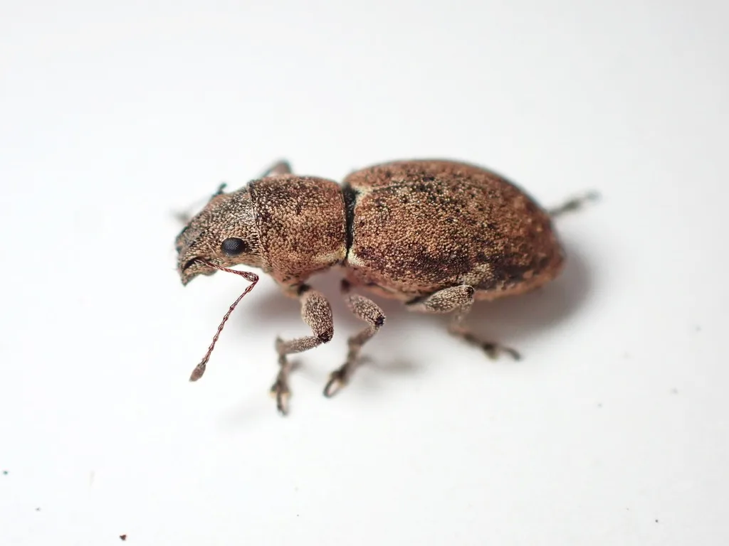 Fuller rose beetle, a gray-brown snout beetle with a short broad snout and bulging eyes, seen from the side