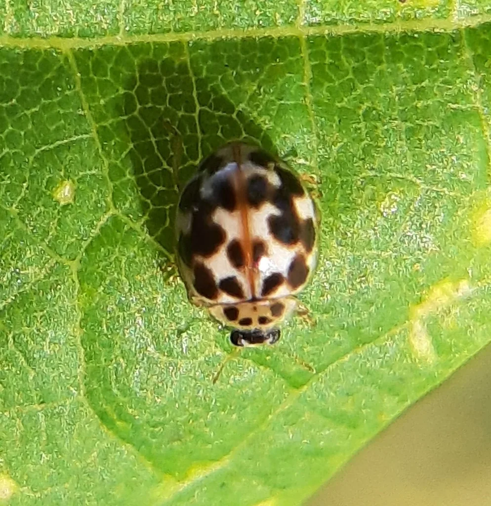 Twentyspotted lady beetle, a small cream-colored lady beetle with dark spots, on a green leaf