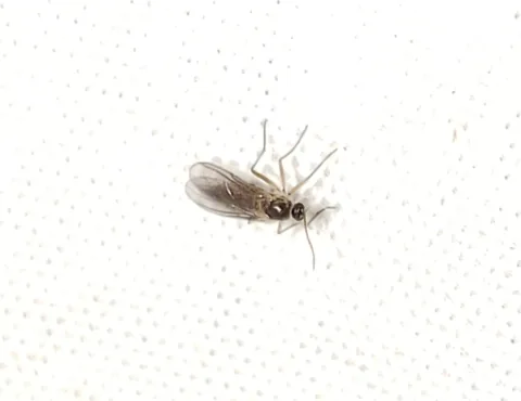 Adult fungus gnat, a slender dark fly with long legs and antennae