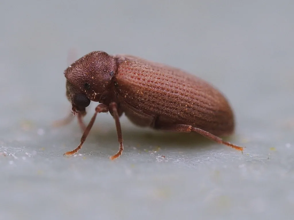 Common furniture beetle adult, a small reddish-brown cylindrical beetle with rows of fine pits on its wing covers and a hood-shaped thorax over the head, seen from the side