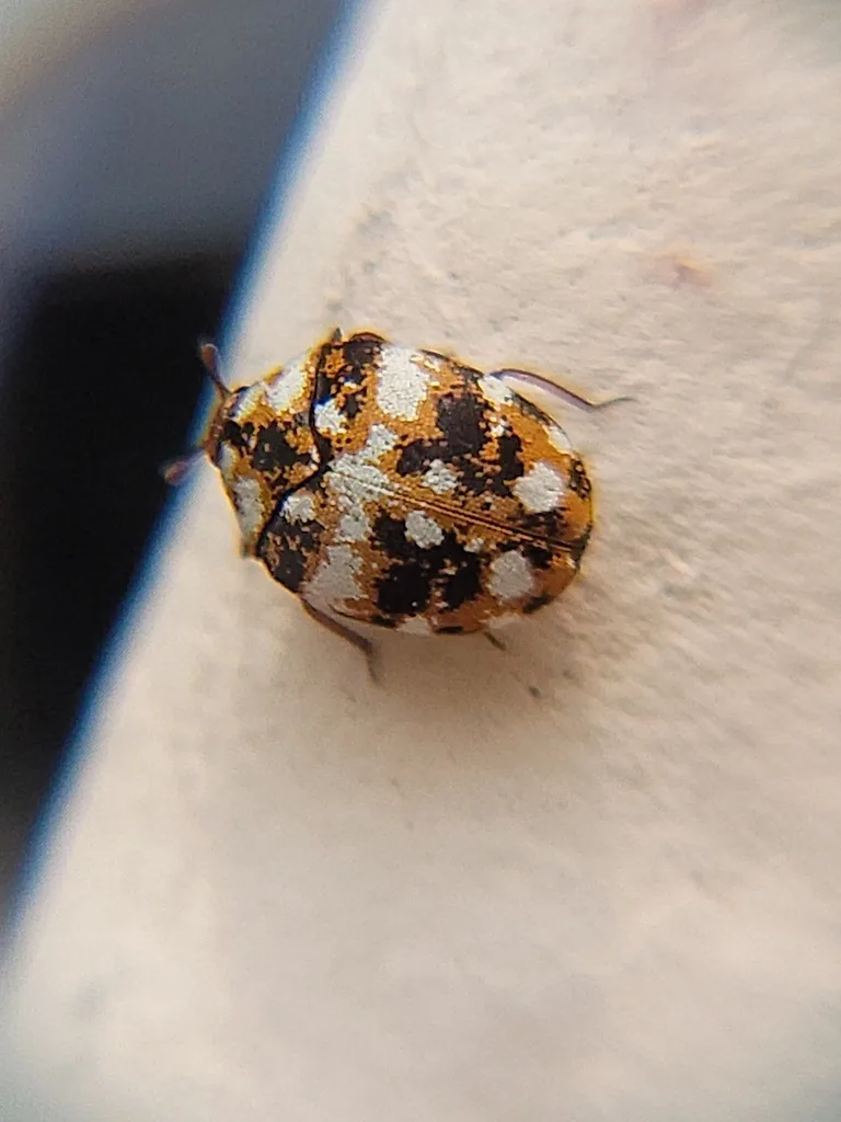 Furniture carpet beetle with mottled black, orange and white scales