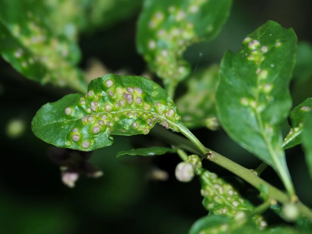 Leaves dotted with many small raised galls caused by eriophyid mites