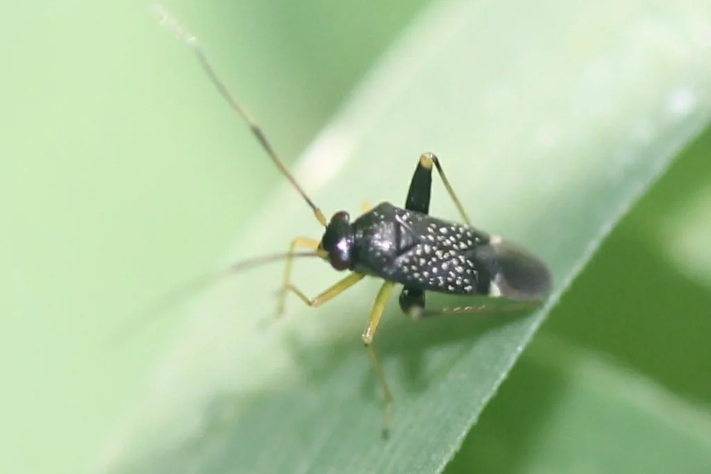 Garden fleahopper adult, a tiny black bug with pale speckles, long antennae and pale legs, on a leaf