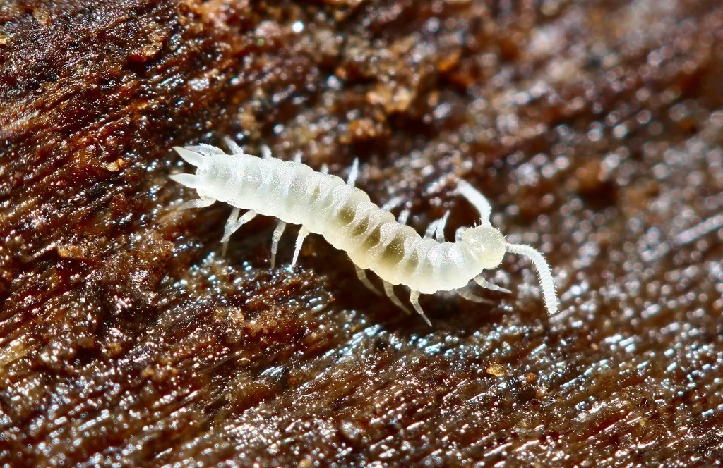 White, many-legged garden symphylan with long antennae on dark soil