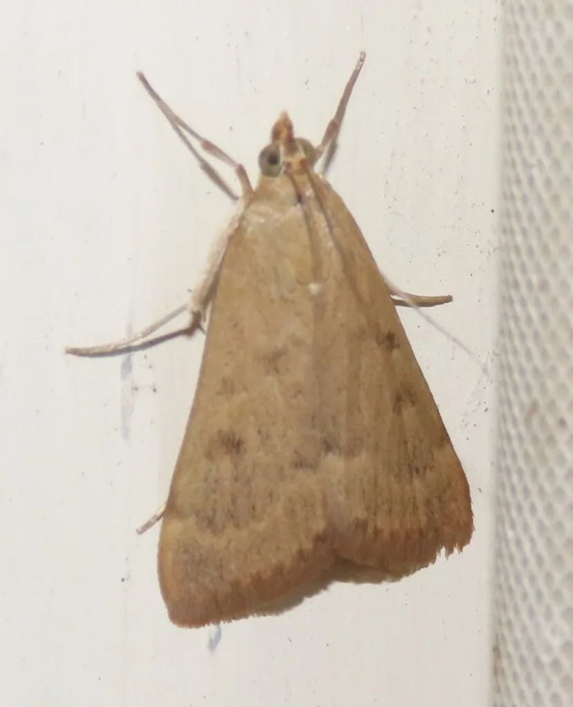 Adult garden webworm moth, tan to orange-brown with darker markings, resting on a wall