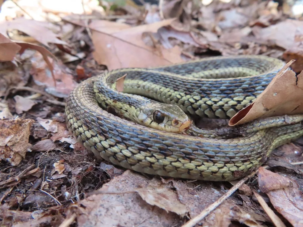 Common gartersnake with yellow stripes and a dark checkered pattern, coiled in dry fallen leaves