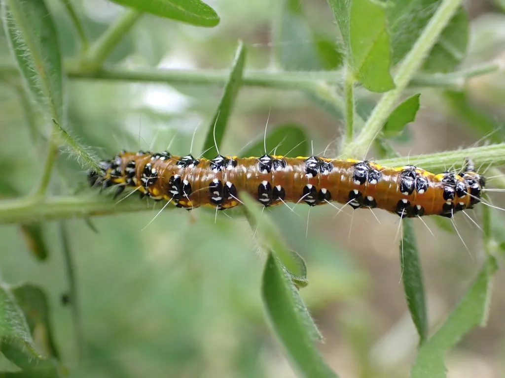 Genista broom moth caterpillar with black spots, yellow patches and white hairs