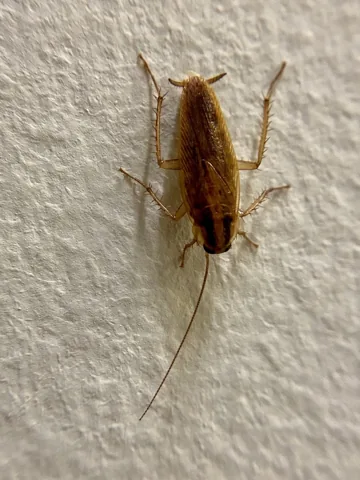 Adult German cockroach on a wall, seen from above