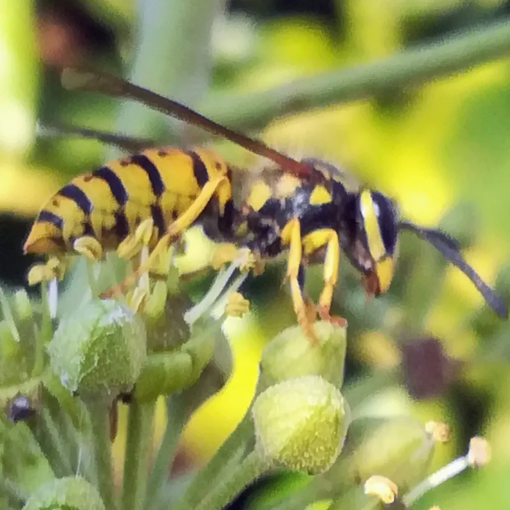 German yellowjacket on small flowers, showing black spots along the sides of its yellow abdomen