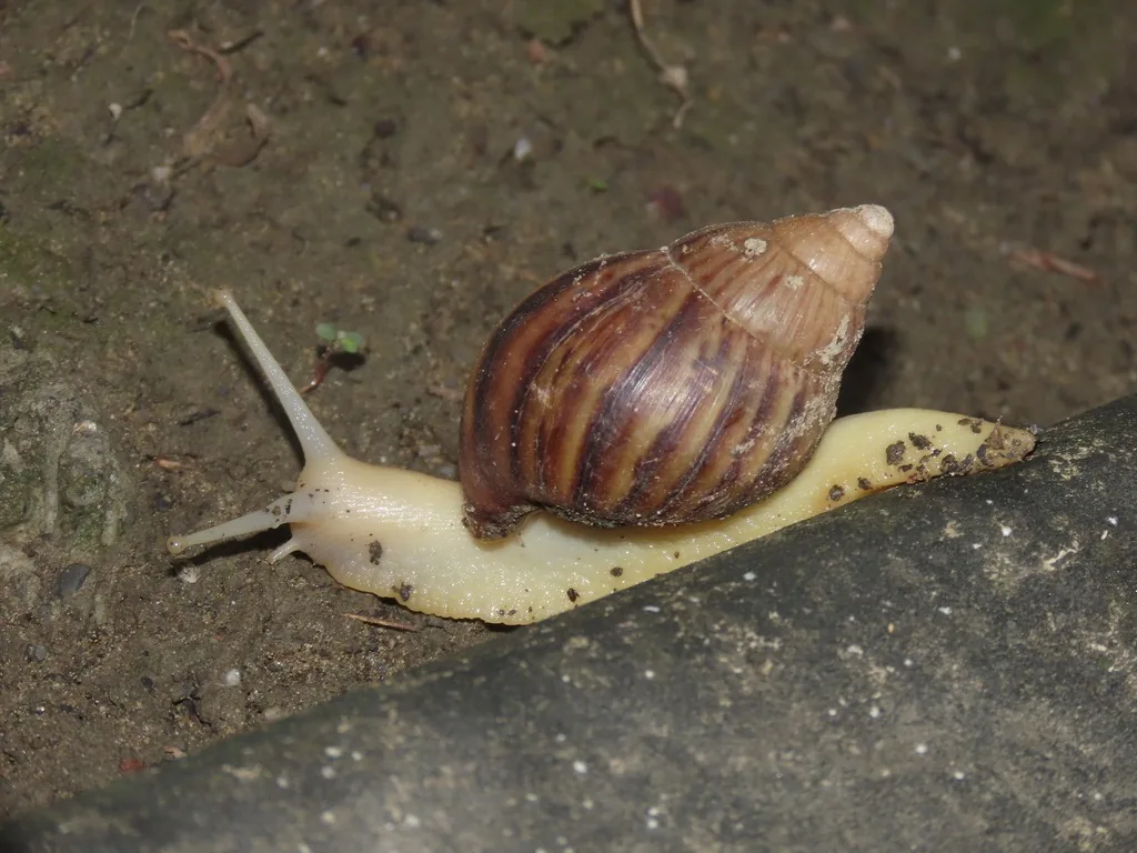 Giant African land snail with a tall, cone-shaped brown shell striped with darker streaks, crawling over a concrete edge on its pale body