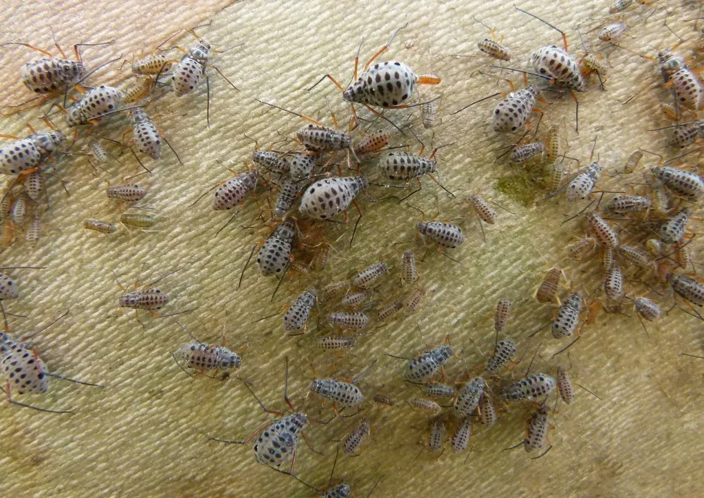 Cluster of gray, black-spotted giant bark aphids on a tree branch