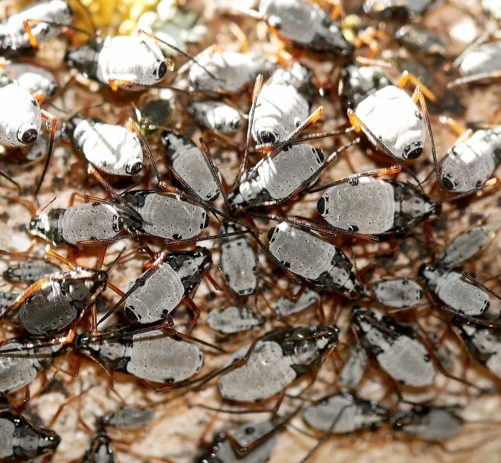 Colony of large, dark giant conifer aphids packed together on a conifer branch