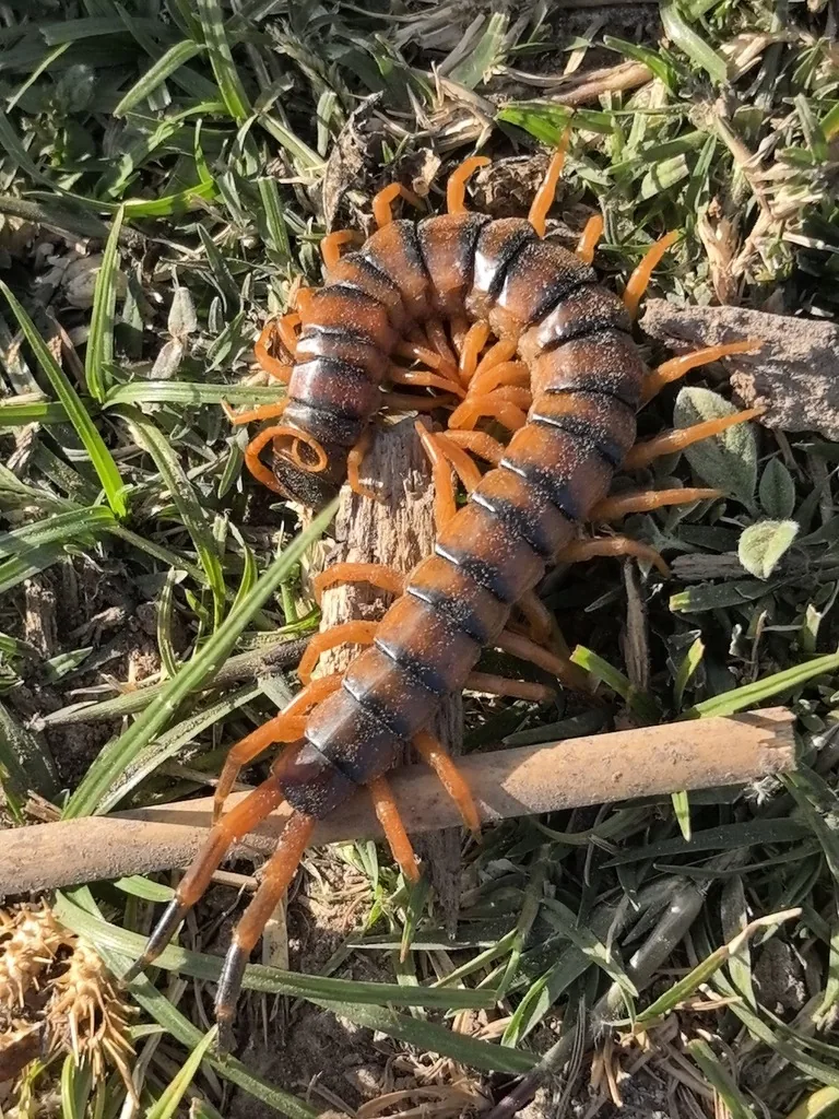 Giant desert centipede curled on grass, showing its dark-banded orange body and many orange legs
