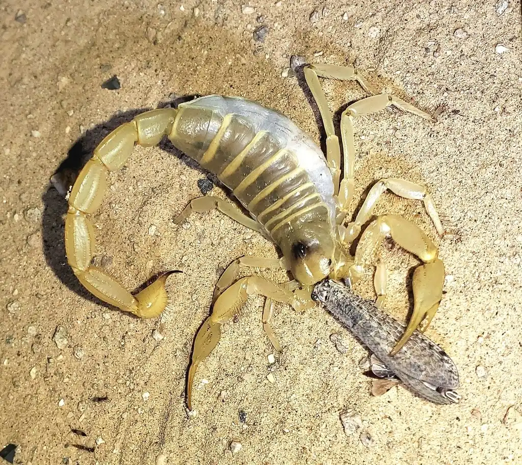 Giant desert hairy scorpion on sand seen from above, a large scorpion with a darker back, pale yellow pincers and legs, and a thick tail curled to one side