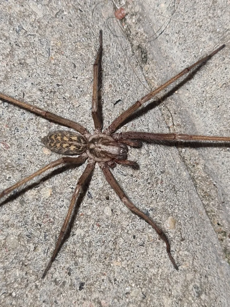 Giant house spider, a large brown spider with long, faintly banded legs and a mottled abdomen, on a concrete wall