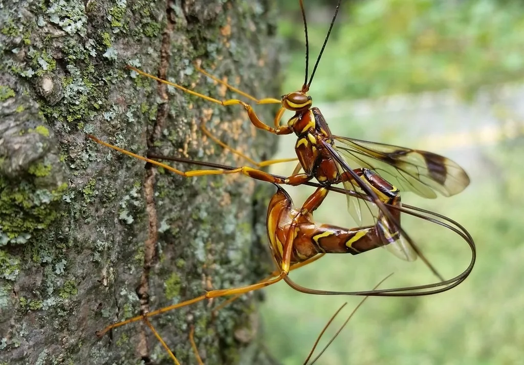 Female giant ichneumon wasp, reddish brown with yellow markings and banded wings, on lichen-covered tree bark with its long threadlike ovipositor looping beneath her