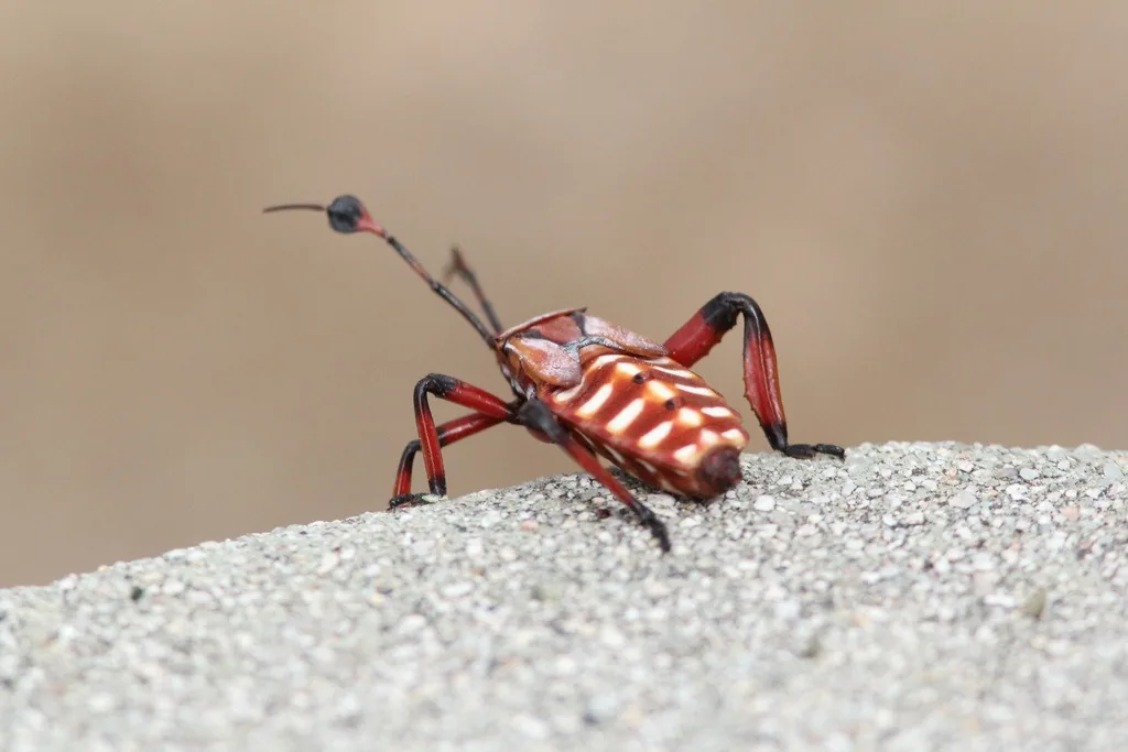 Giant mesquite bug nymph, patterned red, white and black, with long legs and antennae