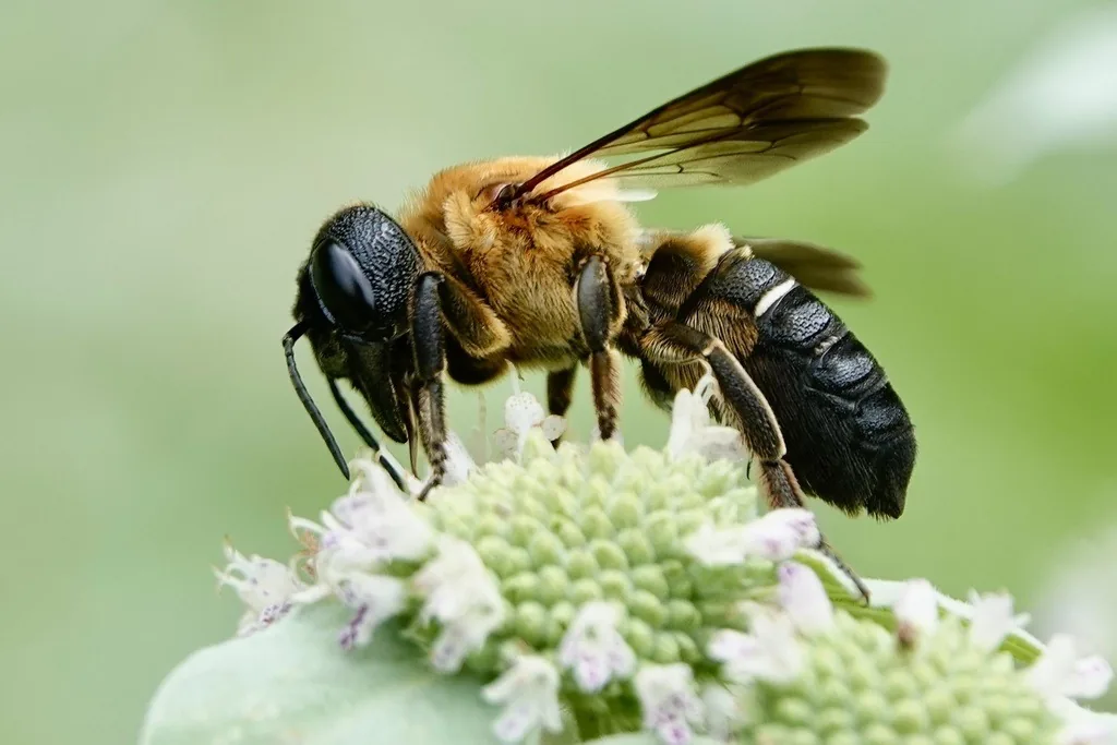Giant resin bee, a large bee with a dark head, golden-haired thorax, black abdomen and smoky wings, on white flowers