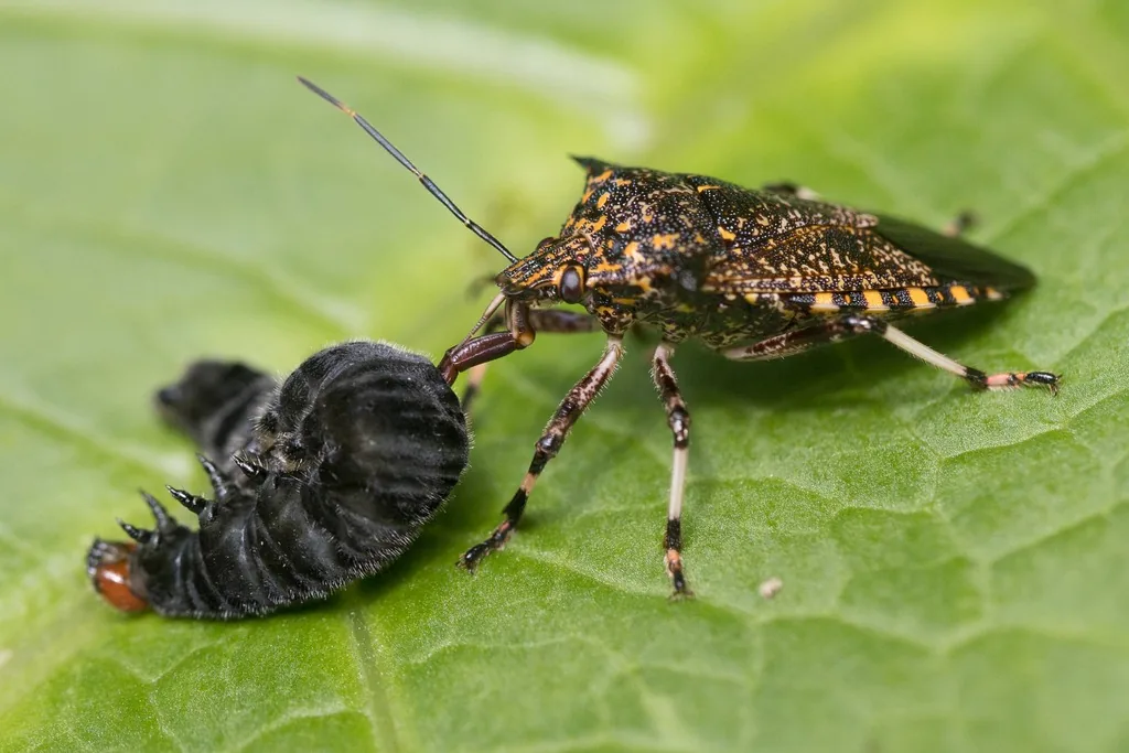 Giant strong-nosed stink bug adult feeding on a caterpillar on a leaf