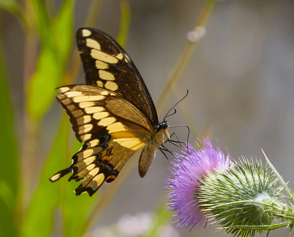 Giant swallowtail butterfly, black with diagonal yellow bands, feeding at a flower