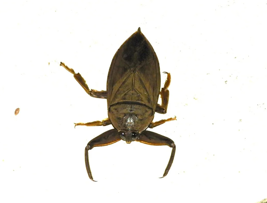 Giant water bug, a large flat brown aquatic bug with grasping front legs, on a white surface