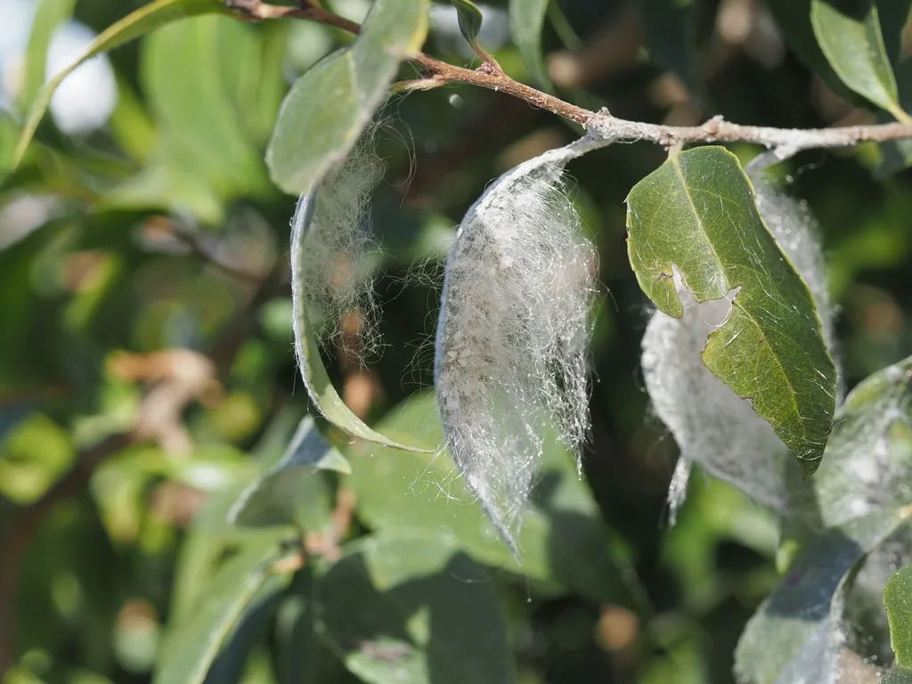 Giant whitefly infestation, leaves hung with long white wax strands on their undersides