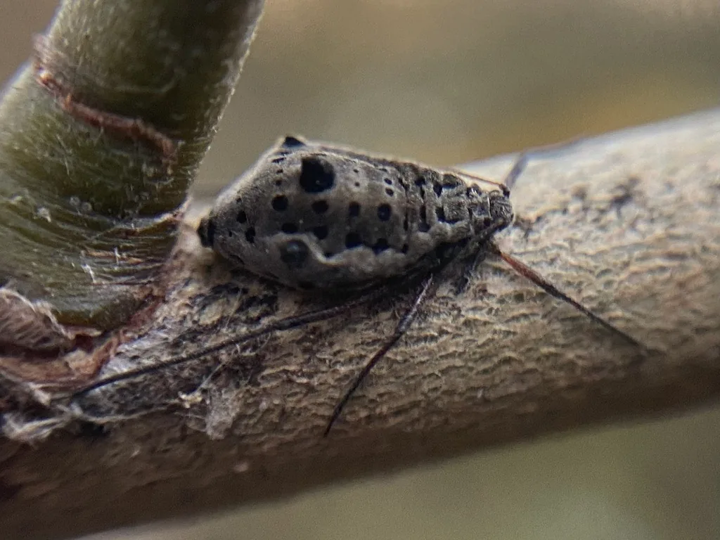 Giant willow aphid, a large spotted aphid, on a willow stem