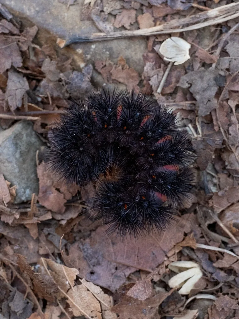 Giant woolly bear, a black caterpillar covered in stiff black bristles, curled on the ground