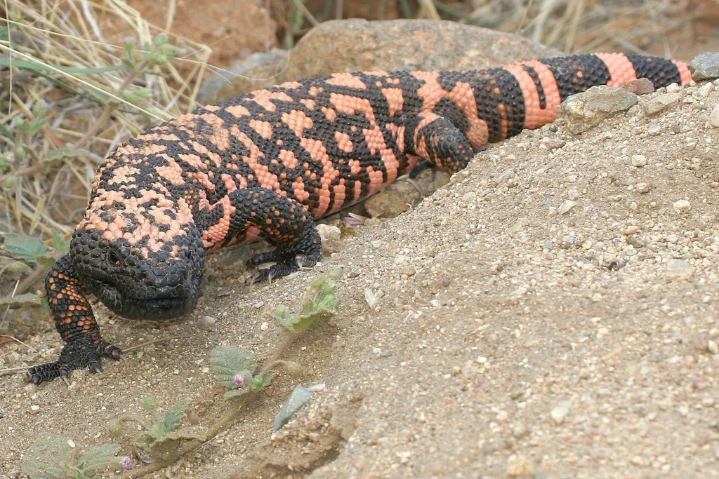 Gila monster with beaded black skin and bright pink-orange bands, crawling over a sandy rock