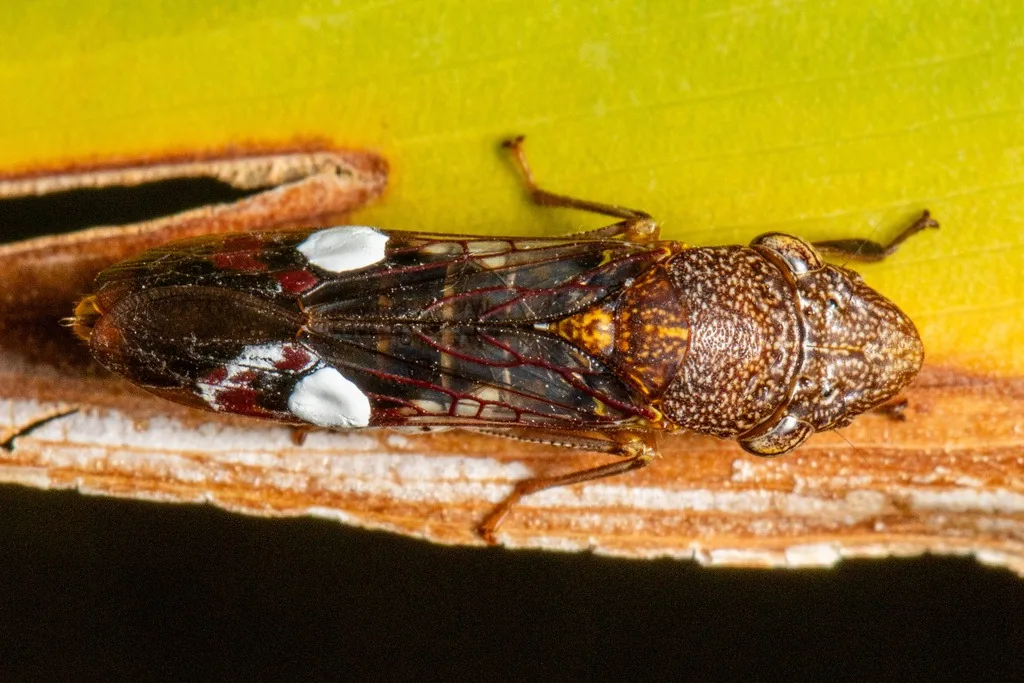 Glassy-winged sharpshooter seen from the side, a large dark brown leafhopper with ivory spots and white chalky patches on its wings, on a stem