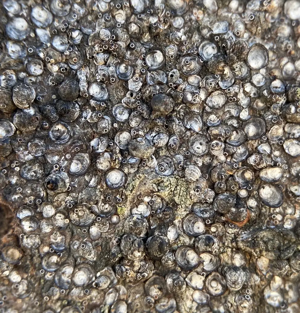 Red maple bark densely covered with round gray gloomy scale covers