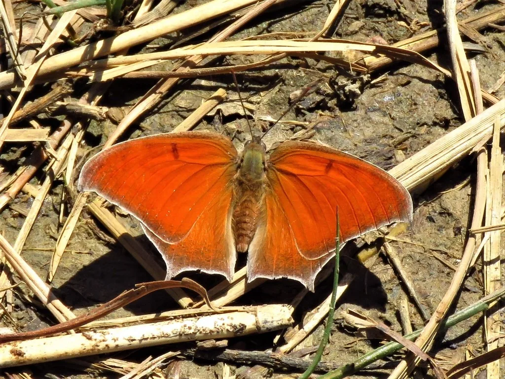 Goatweed leafwing butterfly with rusty-orange wings