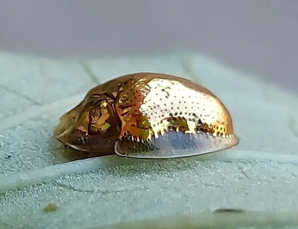 Golden tortoise beetle, a small round beetle with shiny metallic gold color and clear edges