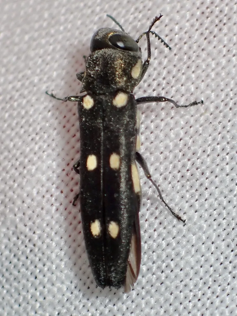Goldspotted oak borer, a slender black beetle with gold spots on its wing covers, seen from above