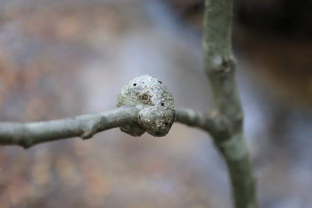 Gouty oak gall, a smooth woody swelling on an oak twig