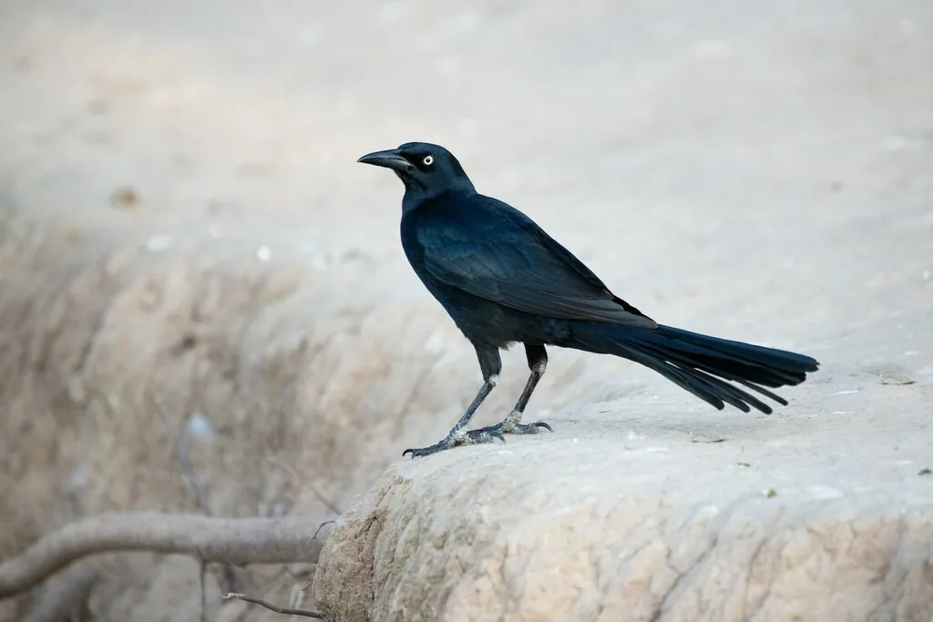 Male great-tailed grackle, glossy black with a pale yellow eye and a long keel-shaped tail, standing on pale rock