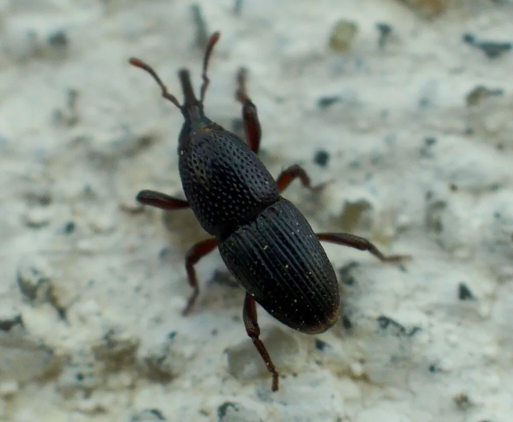 Granary weevil, a dark brown-black snout beetle with a pitted thorax and grooved wing covers, on a pale stone surface