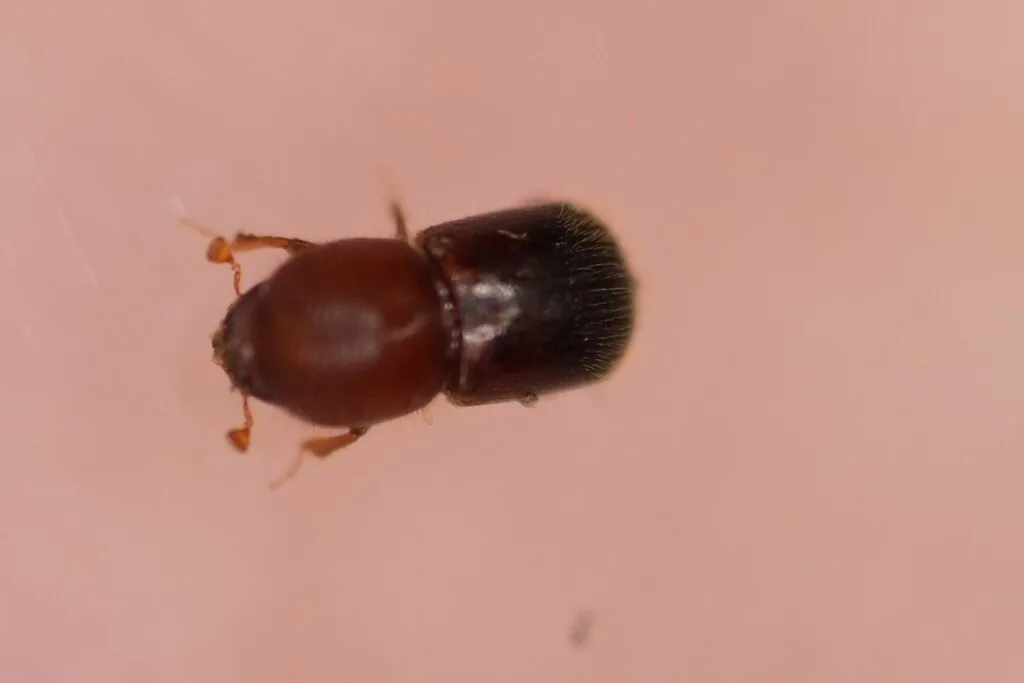 Granulate ambrosia beetle female seen from above, a tiny stout beetle with a glossy reddish-brown front and a darker, hairy rear end