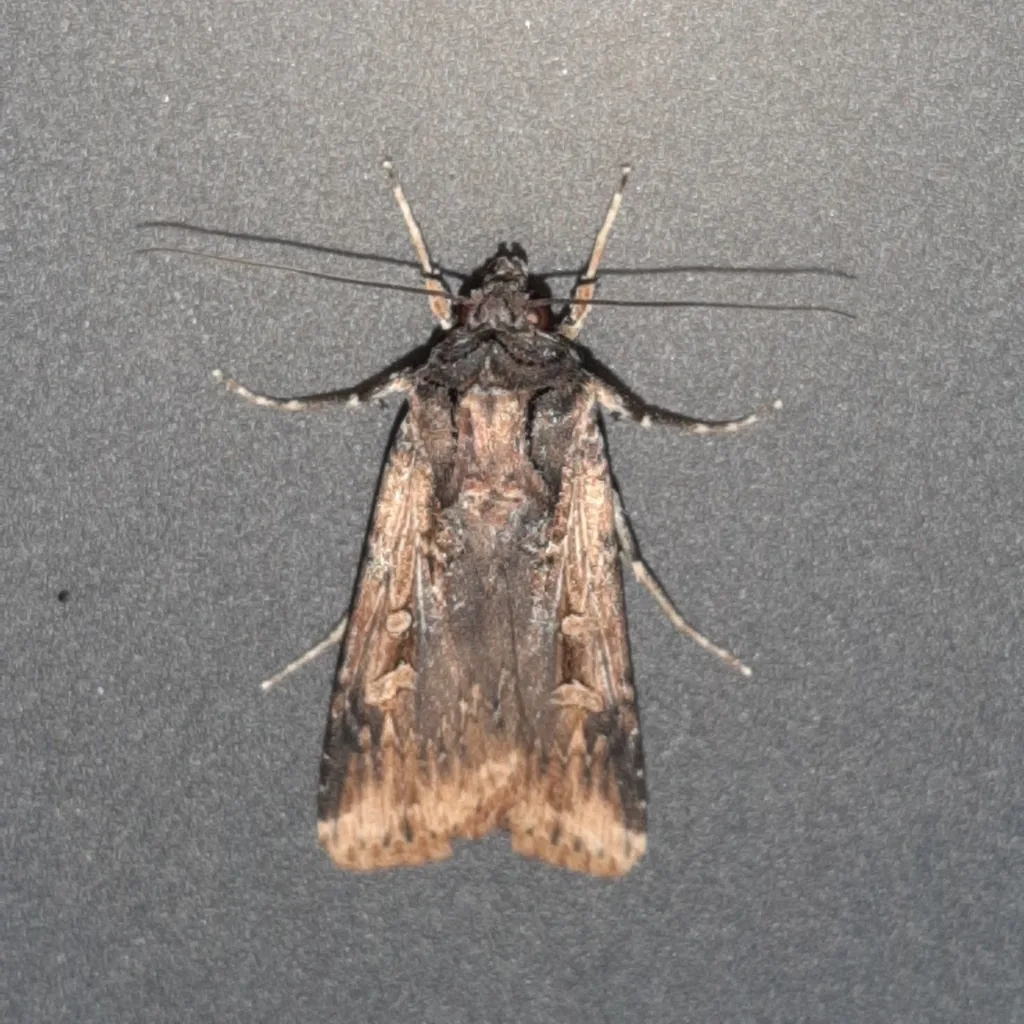 Granulate cutworm moth, a brown moth with darker markings, resting on a surface