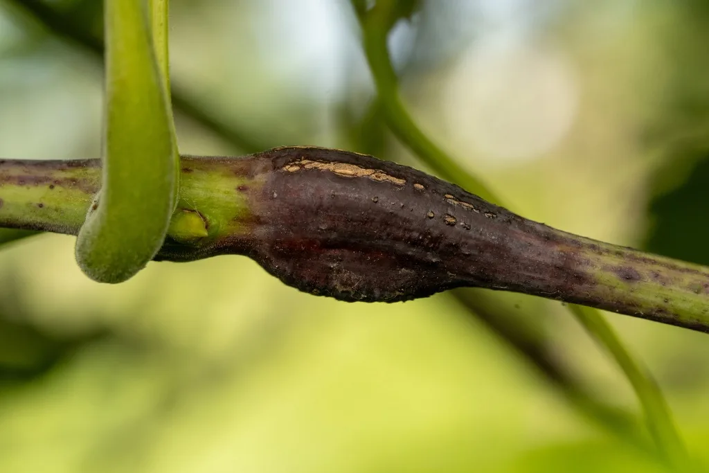 Grape cane gallmaker gall, a dark reddish swelling on a green grape shoot