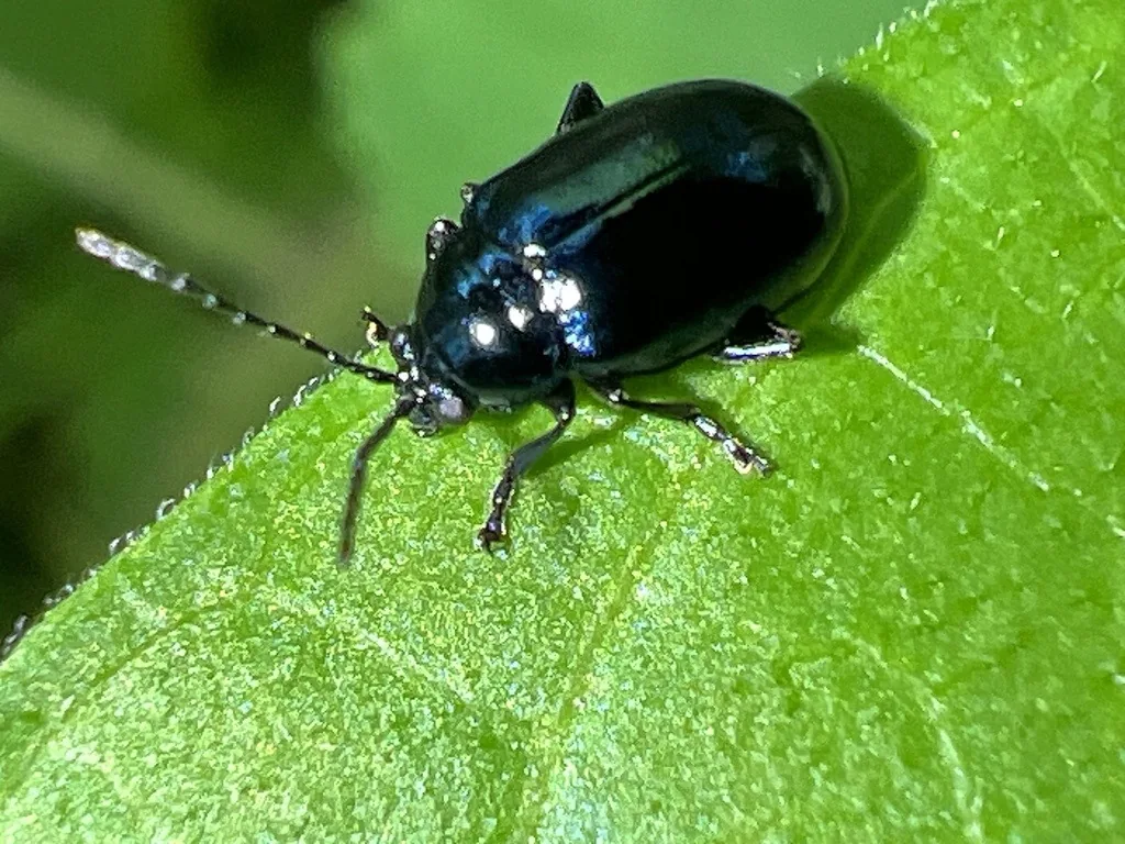Grape flea beetle, a shiny metallic blue-black beetle, on a green leaf