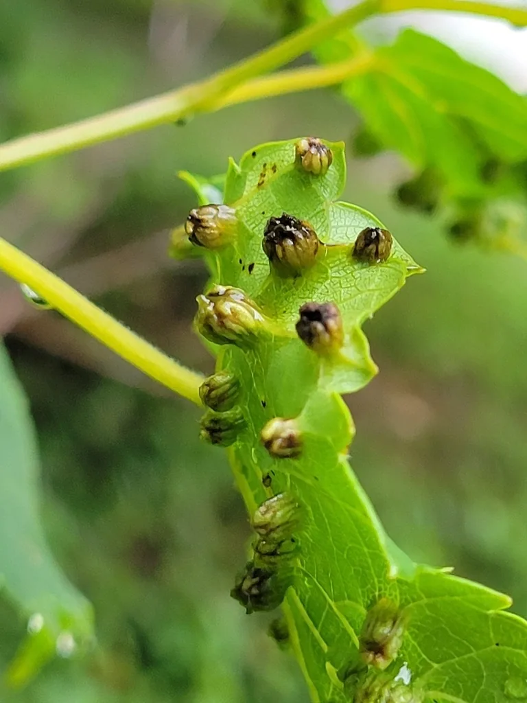 Grape leaf covered with green warty galls made by the leaf-galling form of grape phylloxera