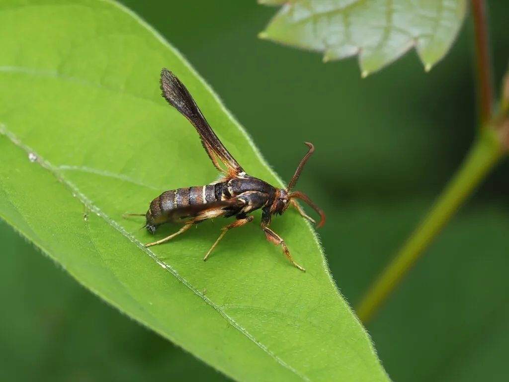 Grape root borer moth, a brown wasp-like moth with thin yellow bands on the abdomen, on a leaf