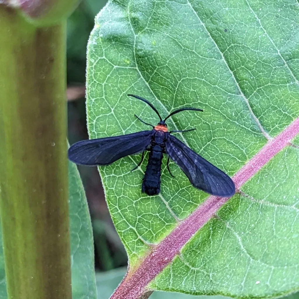 Grapeleaf skeletonizer moth, black with an orange collar, on a leaf