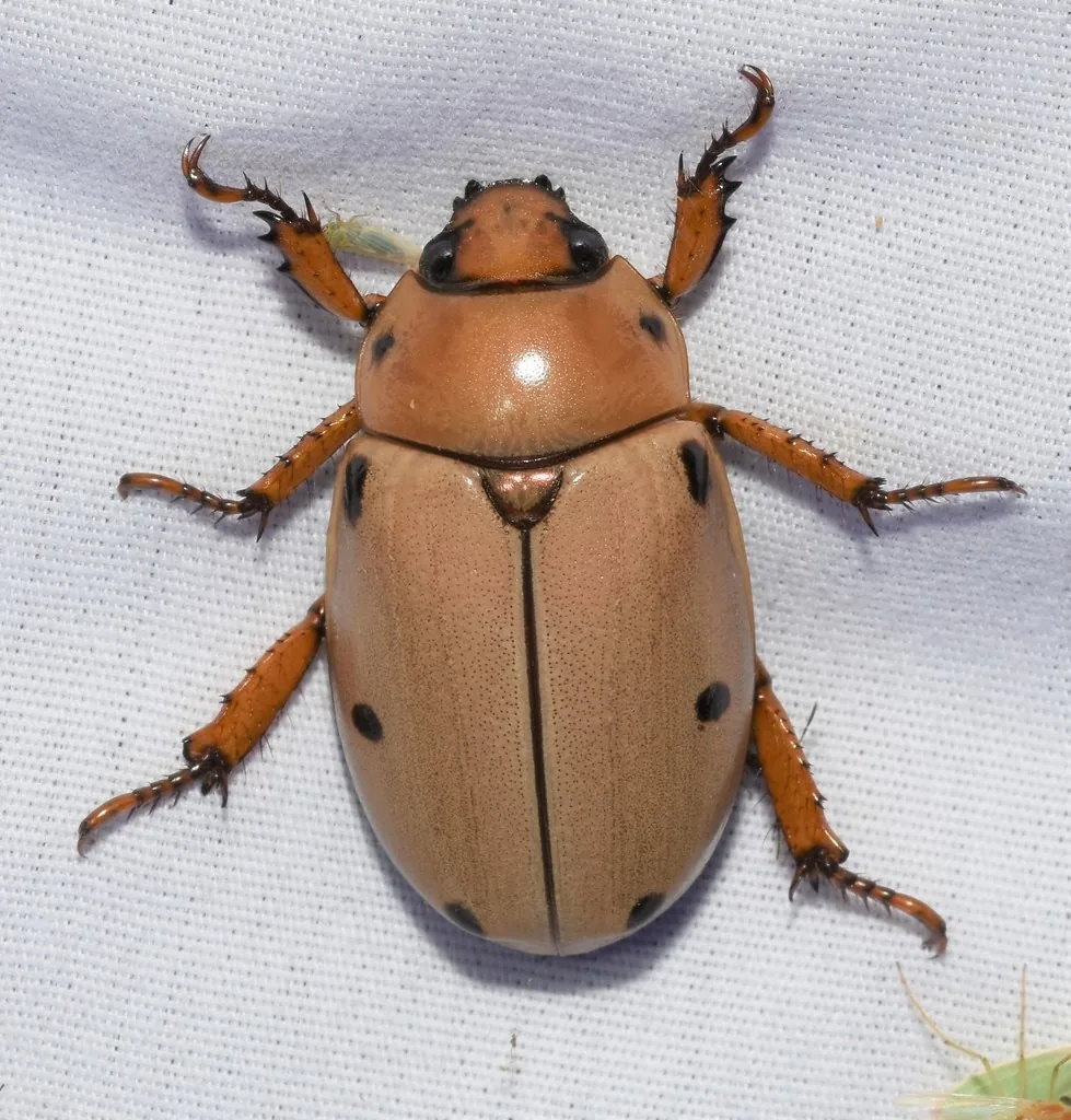 Grapevine beetle, a tan scarab with black spots on its wing covers