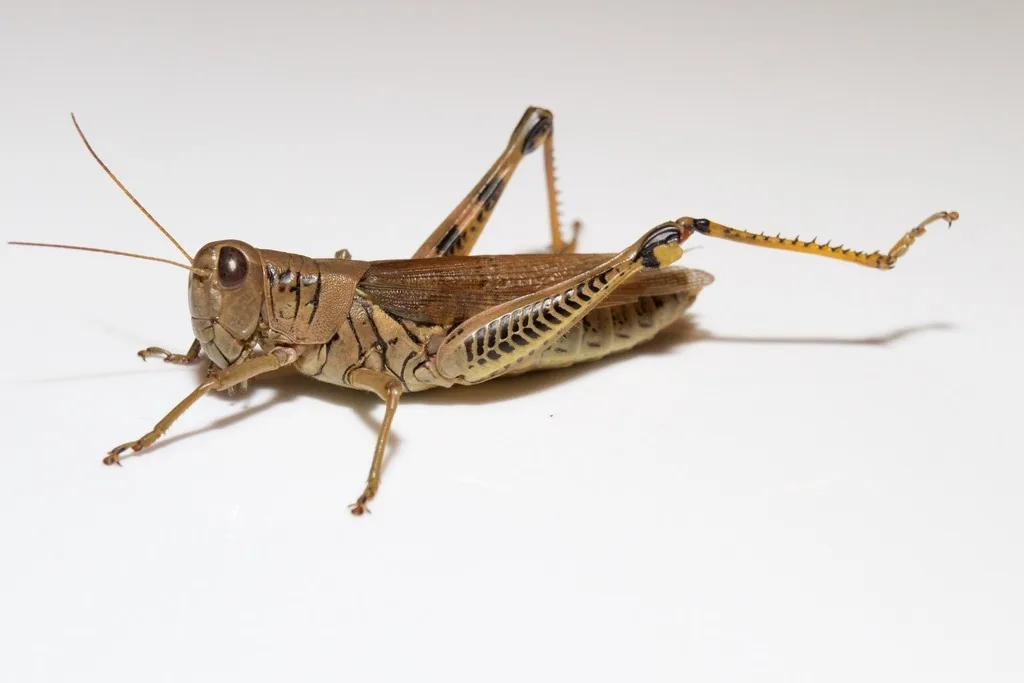 Adult differential grasshopper, a large brownish-yellow grasshopper with black chevron markings on its thick hind legs, on a white background