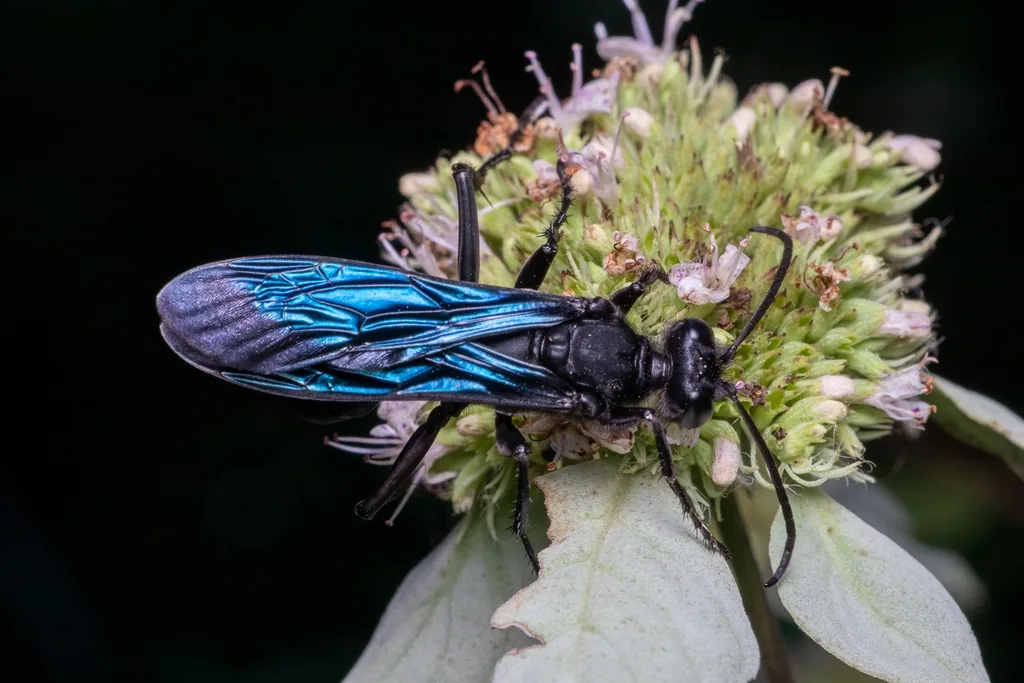 Great black wasp with smoky blue-black wings on a flower