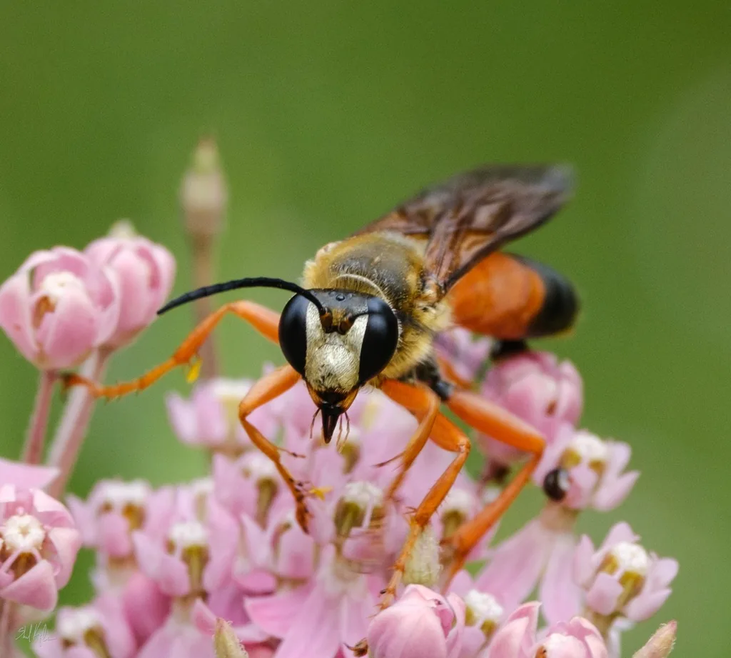 Great golden digger wasp with an orange-and-black abdomen, orange legs and golden hairs on its thorax, feeding on pink milkweed flowers