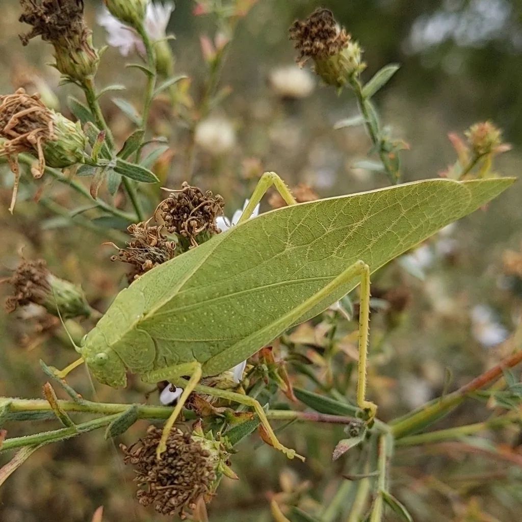 Greater angle-winged katydid, a leaf-like green katydid, on a plant